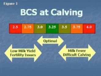 Fig: 1 – BCS at Calving