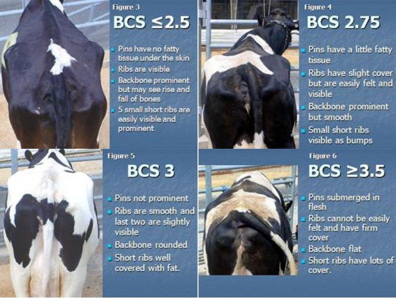 Body Condition Score Dairy Cattle 1 5