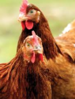 Laying Hen Nutrient Requirements, Welfare And Management Systems
