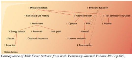 Consequence of Milk Fever