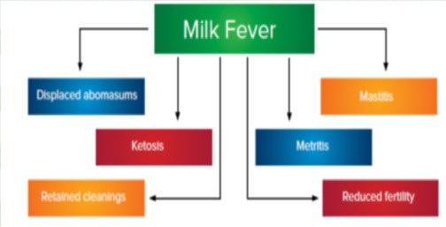 Milk Fever diagram