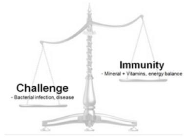 Challenge v Immunity graphic