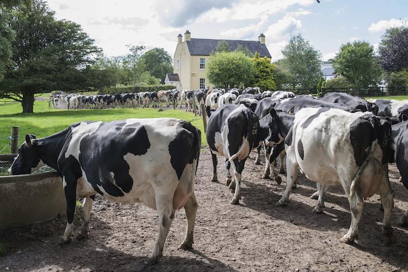 Lameness in Dairy Cattle