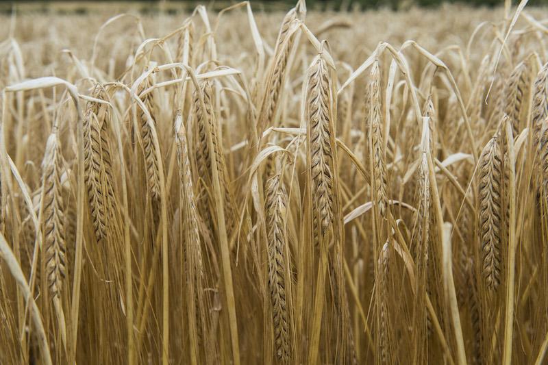 The Importance of Early Season Disease Control in Barley