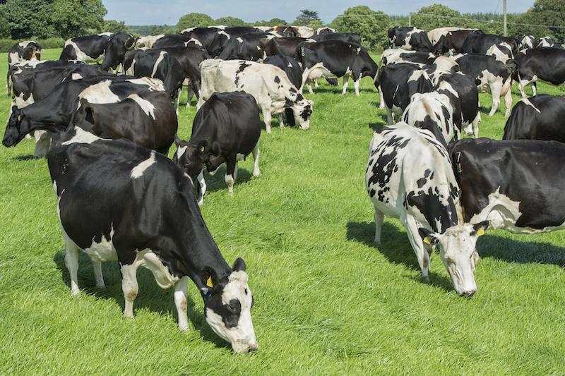 Irish Farmers Journal Dairy Day | Punchestown Event Centre, Co. Kildare