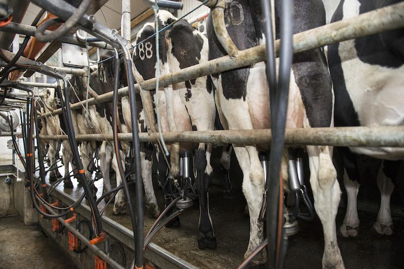Udder Health
