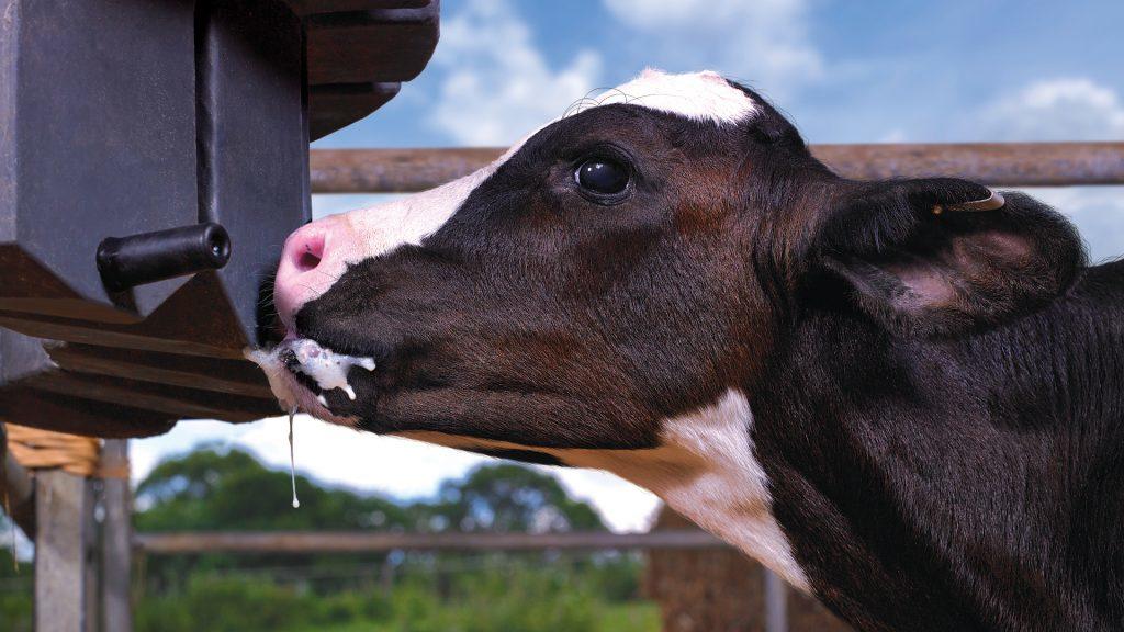 Once a Day Feeding- Calf Milk Replacer