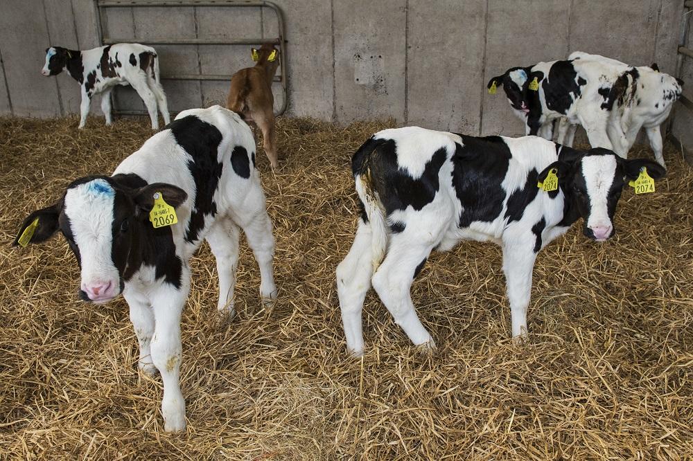 Dairygold/Teagasc Joint Programme Calf Care Event | Mitchelstown
