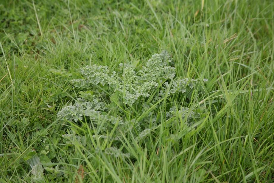 Chemical Control of Ragwort in Grassland