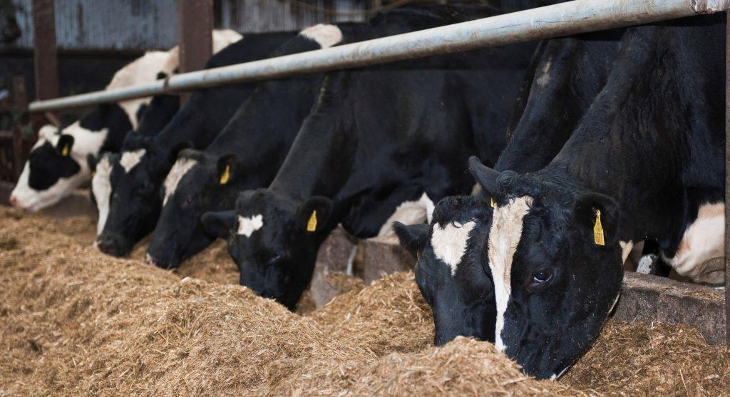 Feeding The Dairy Cow When Forage is Scarce