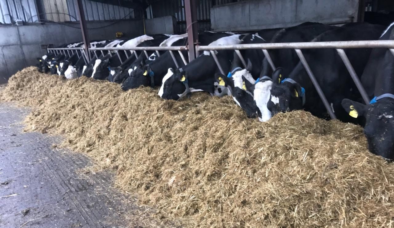 Dairygold importing fodder to alleviate critical shortage