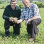 malting_barley_glanworth_2