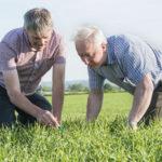 malting_barley_glanworth_3