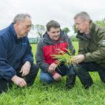 malting_barley_midleton_2c