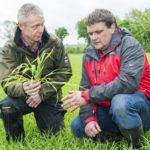 malting_barley_midleton_4