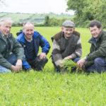 malting_barley_midleton_5