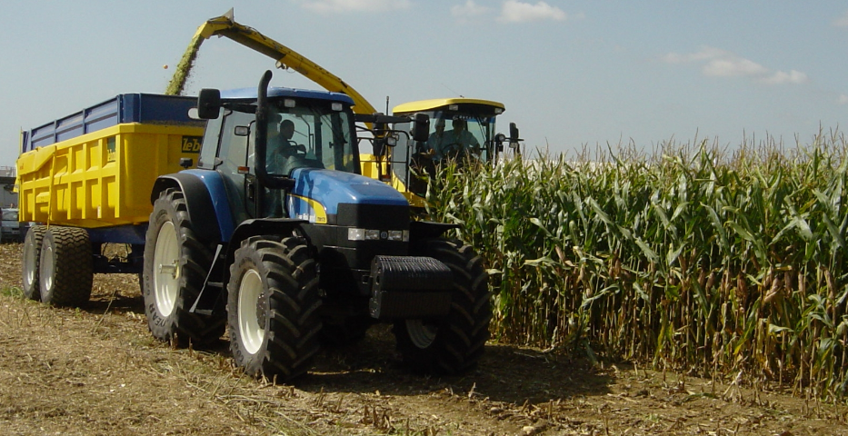 How much grass silage will maize replace?