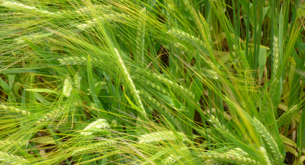 When To Cut Wholecrop Silage