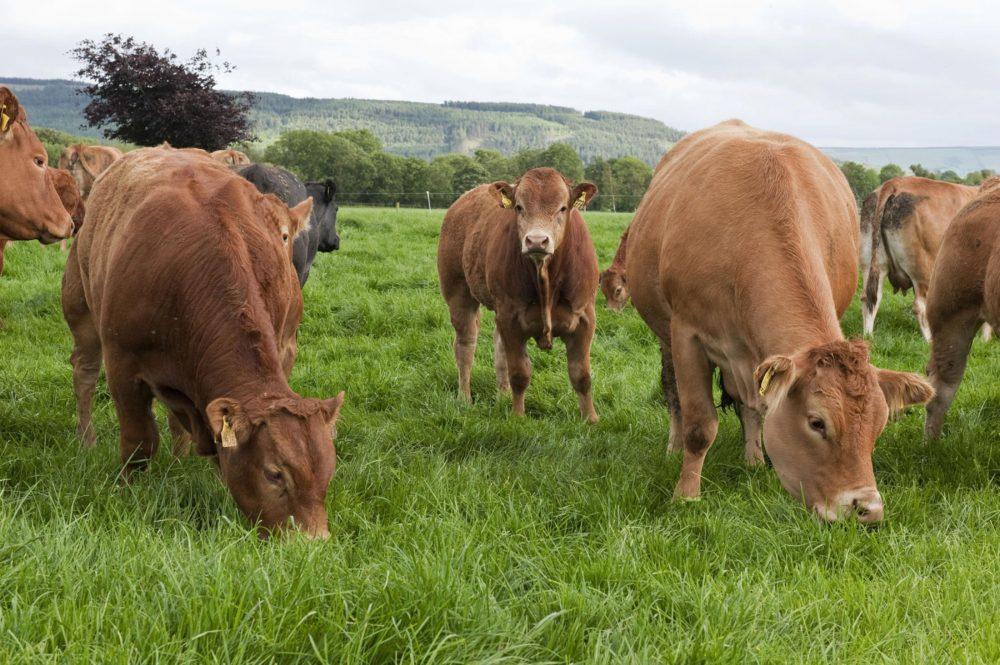 Autumn Grassland Management – Beef