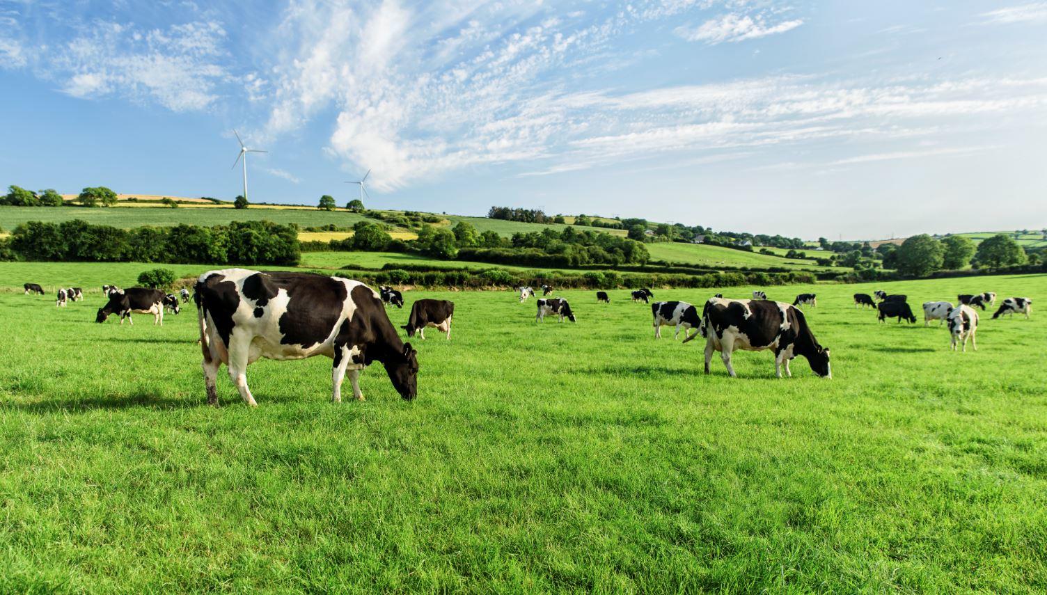 Dairy Sustainabilty Day | Lissarda