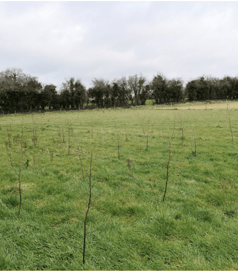 Dairygold Biodiversity Tree Project Opens