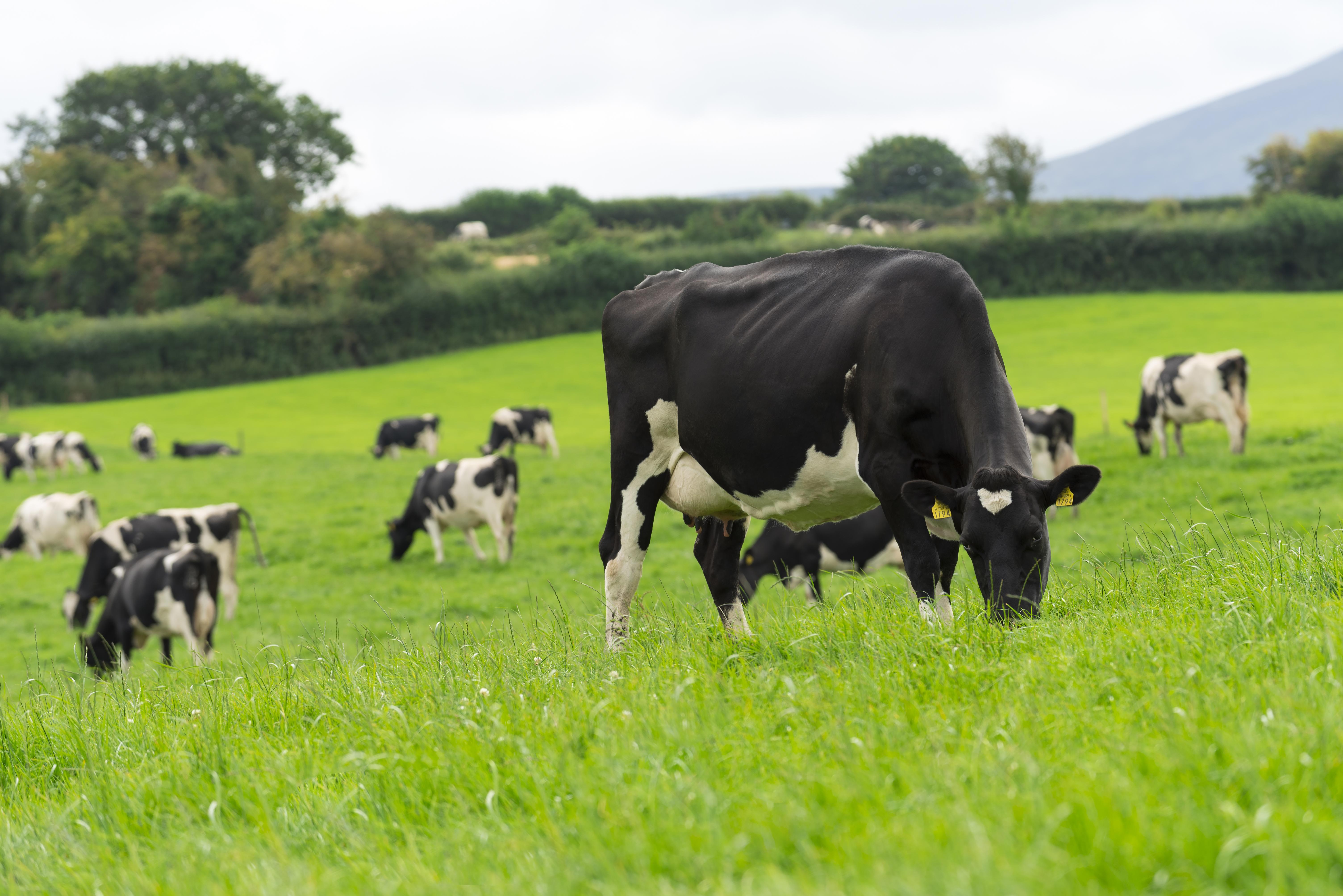 Nutrition Matters & Grass Tetany Advice