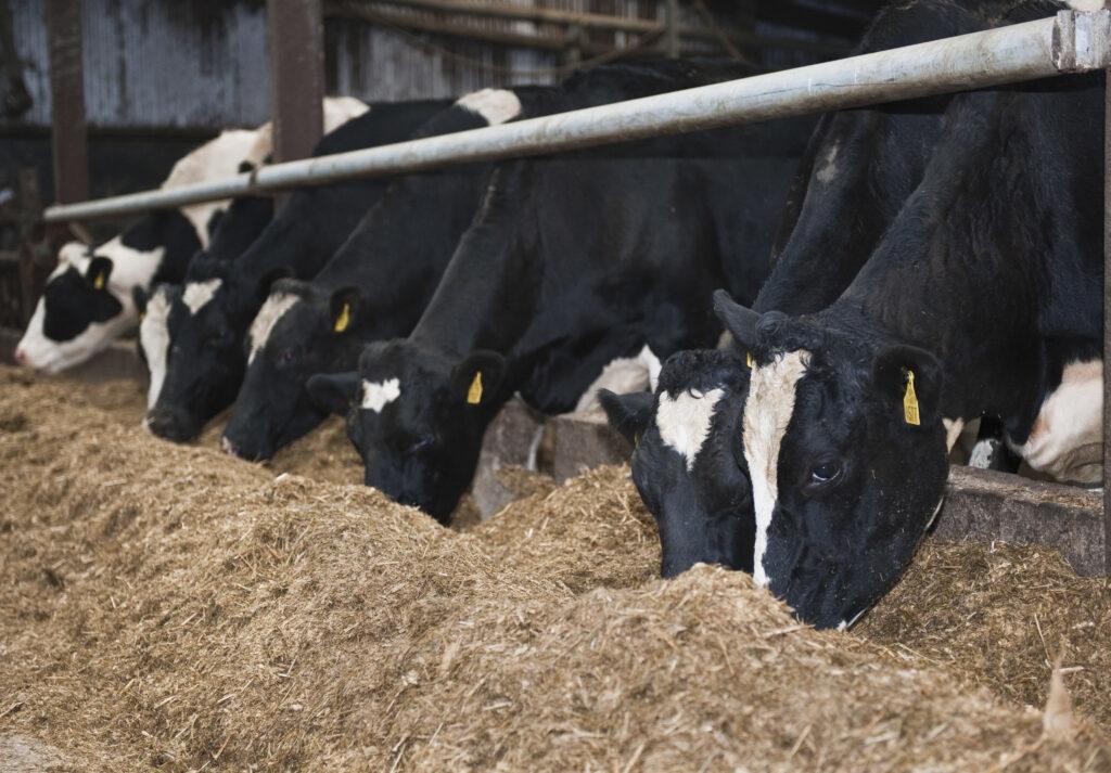 Take Action Now on Winter Fodder Stocks - Dairygold
