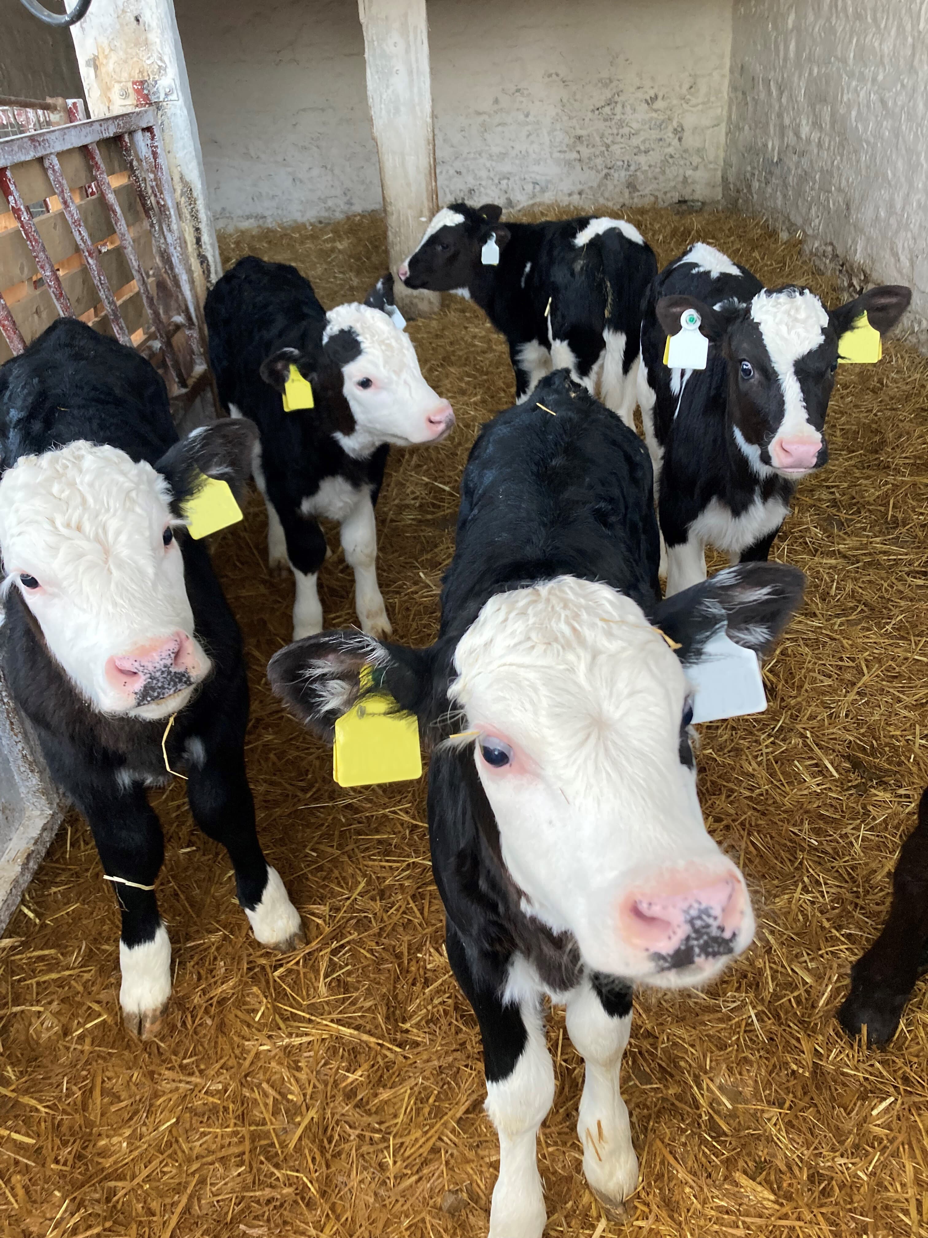 Principles of Calf Rearing - Dairygold